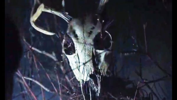 A buck's skeletal head atop a shrine